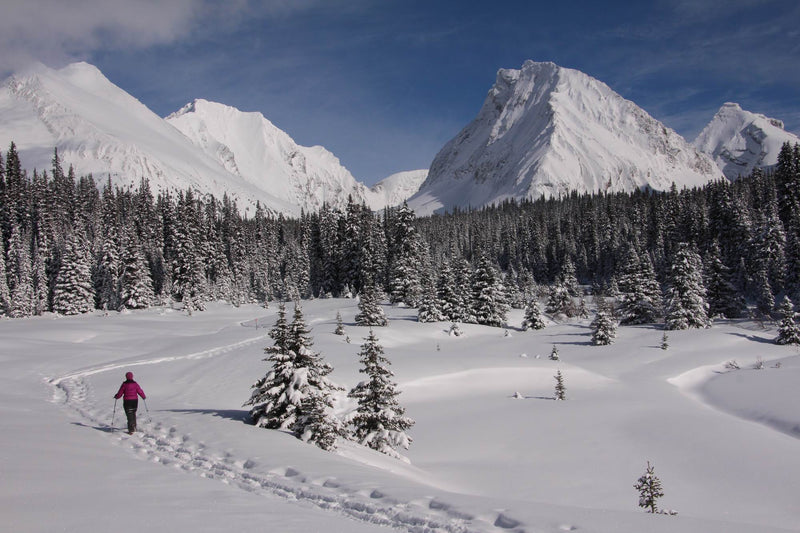 Best Snowshoe Trails In Alberta Powder Paws Snowshoes